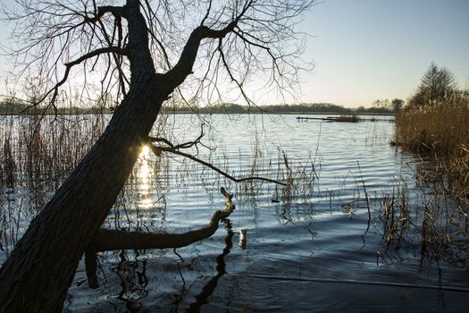 Tree without leaves above the water and sunshine in the clear lake