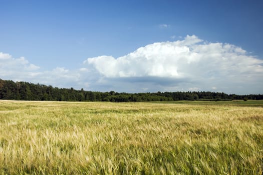 Yellow grain, forest on the horizon and cloud on the sky, summer view