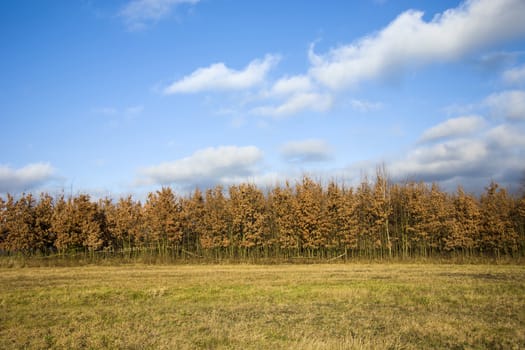 Dry meadow, autumn forest and white clouds against the blue sky