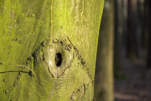 Green tree trunk with a hole, view on a sunny january day