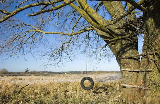 Tire swing hanging from an old tree, sunny day