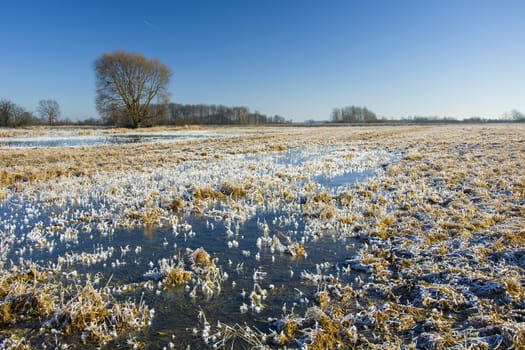 Frozen water on a wetland meadow, trees and blue sky, winter view