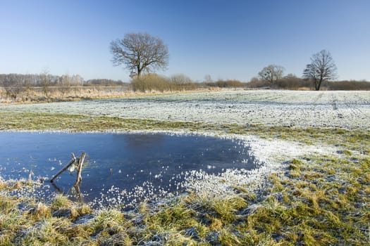 Frozen pond and frost on meadow, tree on horizon and blue sky, winter view