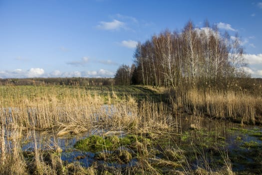 Wet meadow with dry grasses, autumn birch trees and blue sky