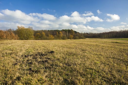 Large dry meadow, autumn forest and white clouds against the blue sky, eastern Poland