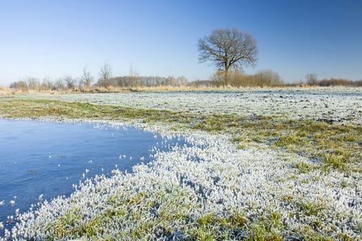 Frozen water and frost on the meadow, tree on the horizon and blue sky, winter view