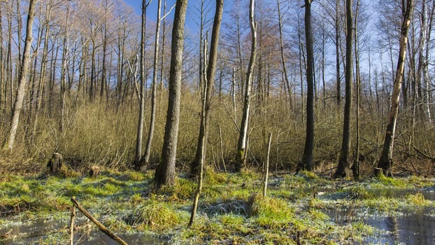 Frozen swamp in the forest, view on a sunny january day