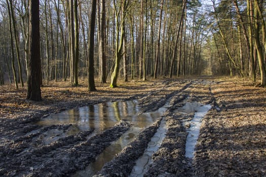 Frozen water on the road in the forest, view on a sunny january day