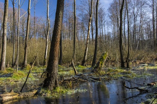 Frozen swamp in the forest, view on a sunny january day
