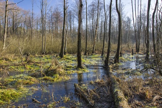 Frozen swamp in the forest, view on a sunny winter day