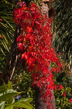 Bright red leaves of the Virginia Creeper (Parthenocissus quinquefolia) announcing the arrival of fall.