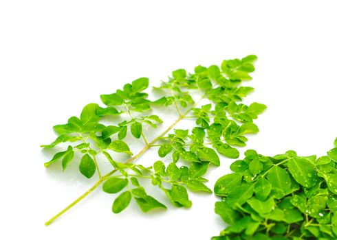 Organic Moringa oleifera leaves with water drops isolated on white background. Common names include drumstick, Malunggay, horseradish or benzolive tree