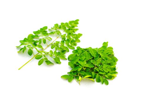 Organic Moringa oleifera leaves with water drops isolated on white background. Common names include drumstick, Malunggay, horseradish or benzolive tree