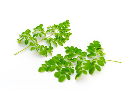 Collection of Moringa oleifera leaves isolated on white background. Native to tropical, subtropical regions of Asia. Common names include drumstick, Malunggay, horseradish or benzolive tree