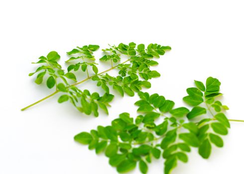 Collection of Moringa oleifera leaves isolated on white background. Native to tropical, subtropical regions of Asia. Common names include drumstick, Malunggay, horseradish or benzolive tree