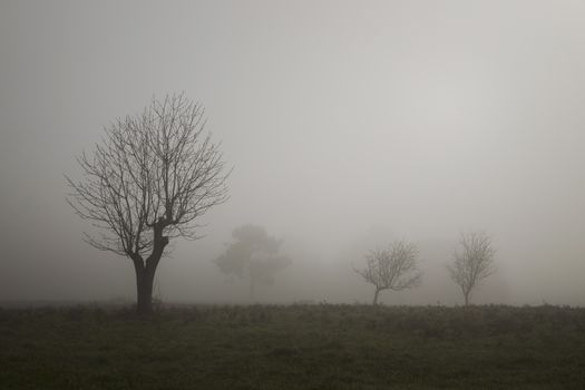 Silhouette of a leafless tree on a foggy morning in the countryside