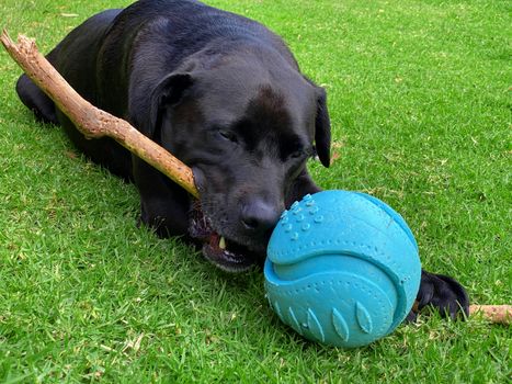 A black Labrador Retriever laying on grass holding and chewing a stick with a ball next to him.