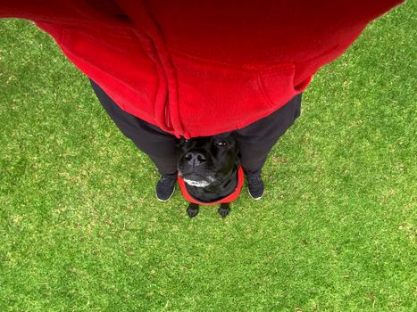 A first person view of a black Labrador Retriever sitting between his owner's feet.