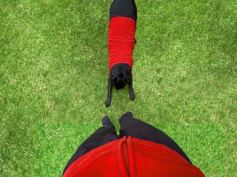 Looking downward at a black Labrador Retriever bowing down in front of his owner, both wearing red clothing.