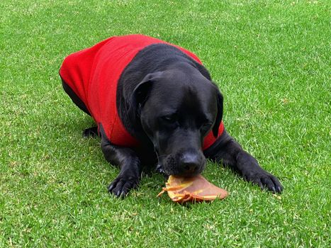 A black Labrador Retriever eating a dried pig's ear while wearing a red jacket.