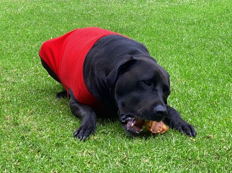 A black Labrador Retriever eating a dried pig's ear while wearing a red jacket.