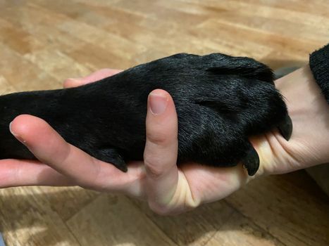 A black Labrador Retriever's paw in a human hand.