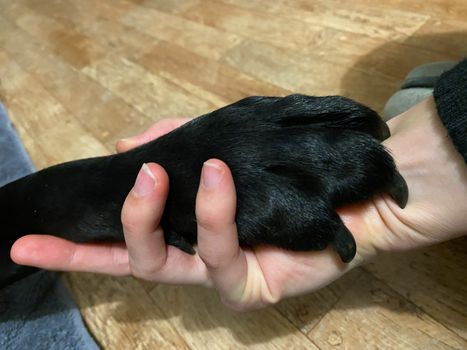 A black Labrador Retriever's paw in a human hand.
