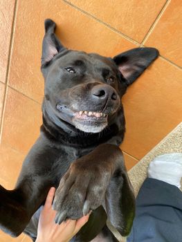 A black Labrador Retriever giving a big smile while he receives a belly rub from his owner.