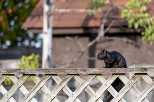 A black squirrel is perched upon the top of a wooden fence in a backyard.