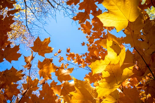 Golden maple leaves show yellow and orange colors from a low-angle against a clearing in the forest canopy showing the blue sky. Branches and leaves form a spiral shape in this background image.