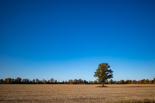 A solitary tree stands in the middle of a farmer's field in autumn, with the crops already harvested for the season. A clear blue sky fills most of the frame.