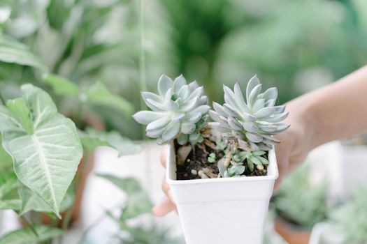 Closeup hand holding succulent plant in pot for decoration with vintage tone, selective focus