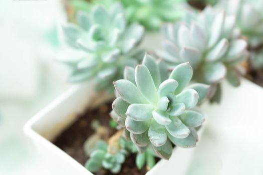 Closeup succulent plant in pot for decoration with vintage tone, selective focus