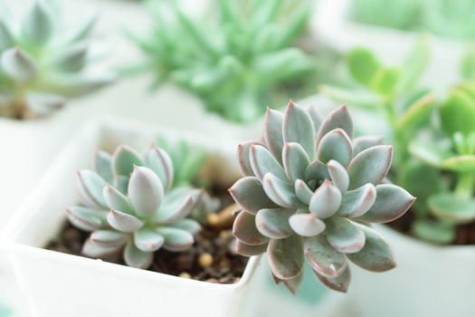 Closeup succulent plant in pot for decoration with vintage tone, selective focus