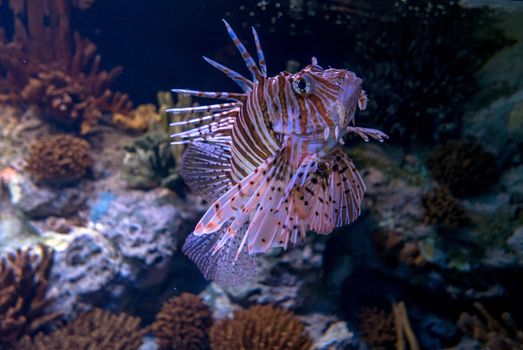 discovery of the city of Lisbon in Portugal. Romantic weekend in Europe. Oceanário of Lisboa. Portugal