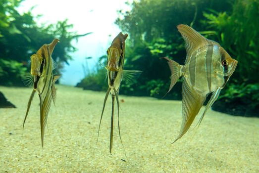 discovery of the city of Lisbon in Portugal. Romantic weekend in Europe. Oceanário of Lisboa. Portugal