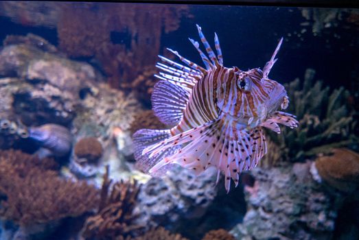 discovery of the city of Lisbon in Portugal. Romantic weekend in Europe. Oceanário of Lisboa. Portugal
