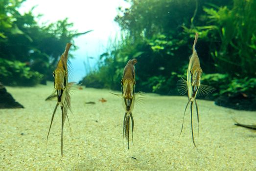 discovery of the city of Lisbon in Portugal. Romantic weekend in Europe. Oceanário of Lisboa. Portugal