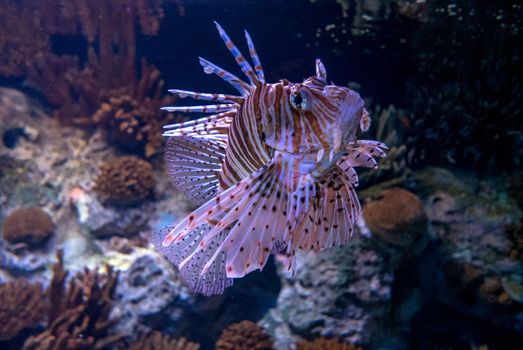 discovery of the city of Lisbon in Portugal. Romantic weekend in Europe. Oceanário of Lisboa. Portugal