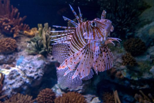 discovery of the city of Lisbon in Portugal. Romantic weekend in Europe. Oceanário of Lisboa. Portugal