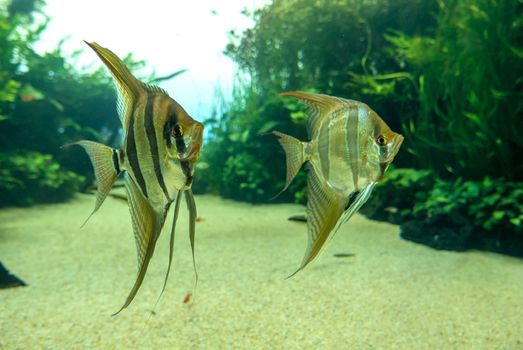 discovery of the city of Lisbon in Portugal. Romantic weekend in Europe. Oceanário of Lisboa. Portugal