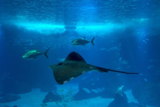 discovery of the city of Lisbon in Portugal. Romantic weekend in Europe. Oceanário of Lisboa. Portugal