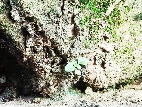 clay mountain close- up with green touch and nature
