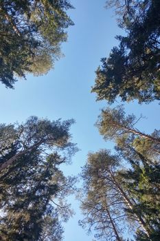 The tops of tall trees against the blue sky