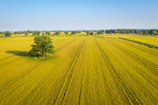 Aerial view of rice fields, North of Italy.Lombardy.