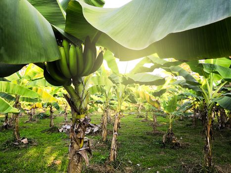 unripe Cavendish banana are growing in the garden