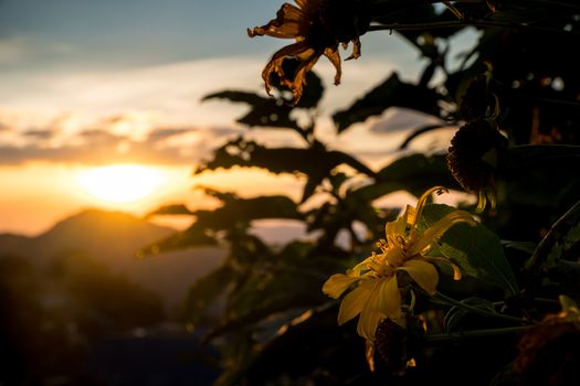 yellow chrysanthemums on blur mountain at sunset background