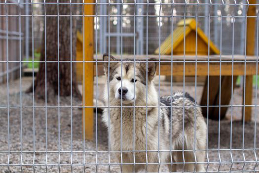 A beautiful and kind Alaskan Malamute shepherd sits in an enclosure behind bars and looks with intelligent eyes. Indoor aviary.