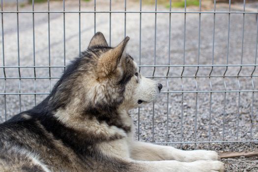 A beautiful and kind Alaskan Malamute shepherd sits in an enclosure behind bars and looks with intelligent eyes. Indoor aviary.