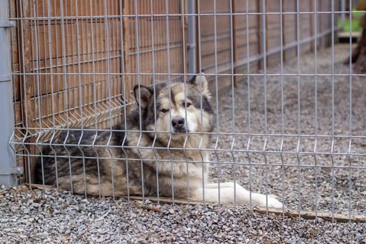 A beautiful and kind Alaskan Malamute shepherd sits in an enclosure behind bars and looks with intelligent eyes. Indoor aviary.